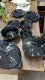 New Stylish Pack Of 24 Pcs Dinner Set